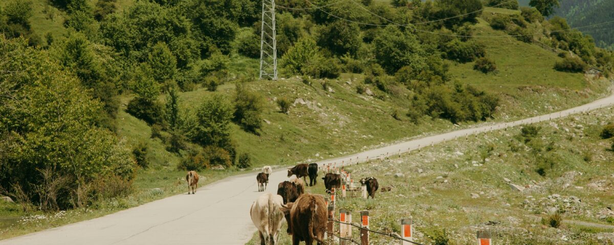 accidentes con animales en carretera. la dgt publica una guía clave para prevenirlos