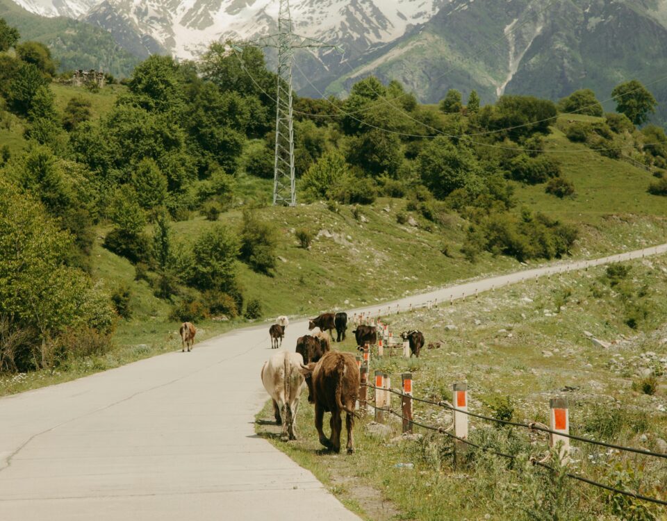 accidentes con animales en carretera. la dgt publica una guía clave para prevenirlos